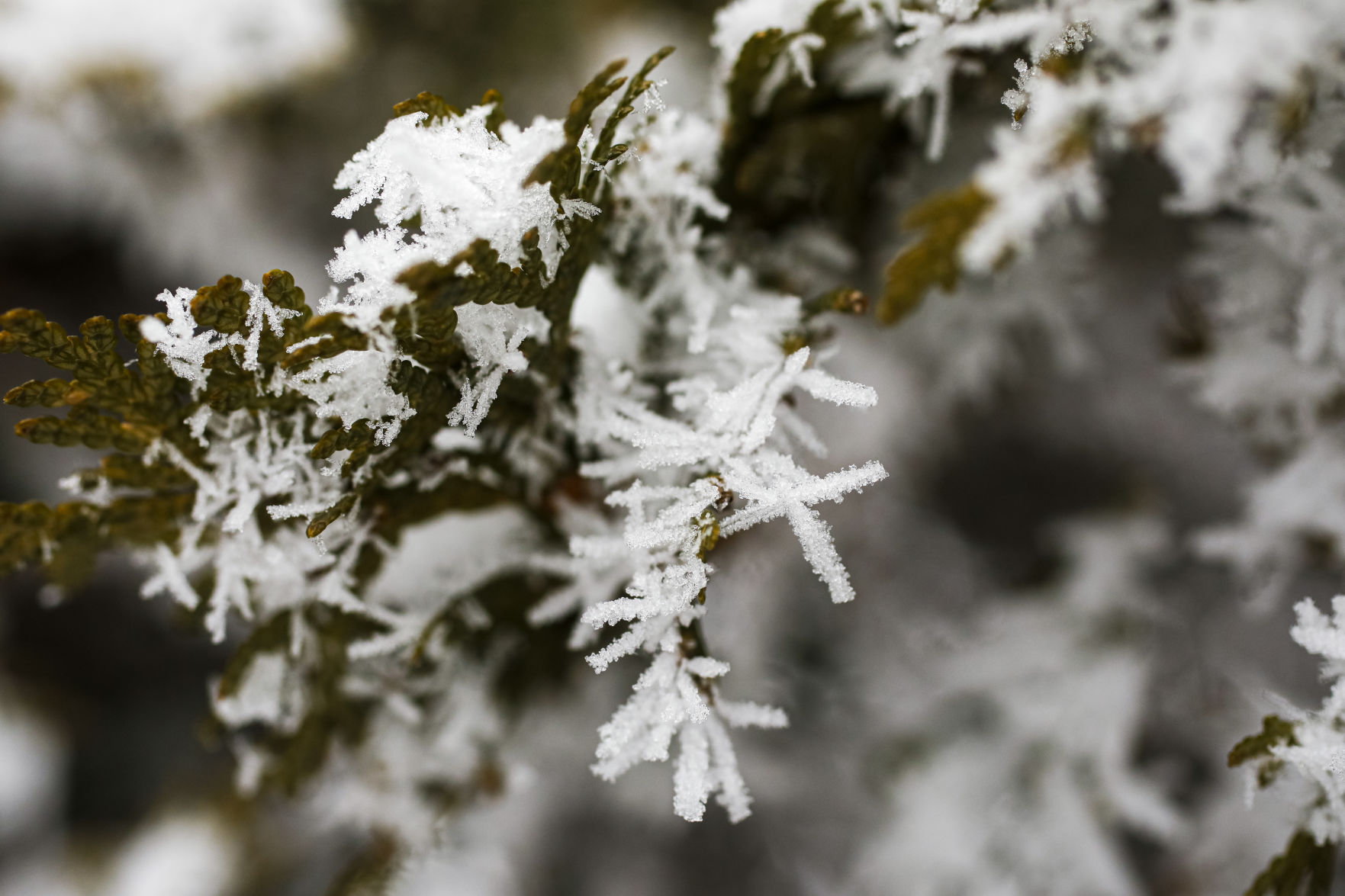 Rime Ice 010420 05-01042021165814